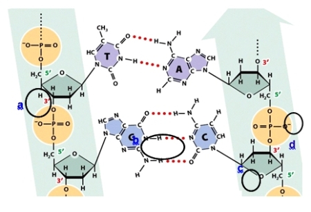 Which circle shows a noncovalent bond?   A) Circle a B) Circle b C) Circle c D) Circle d