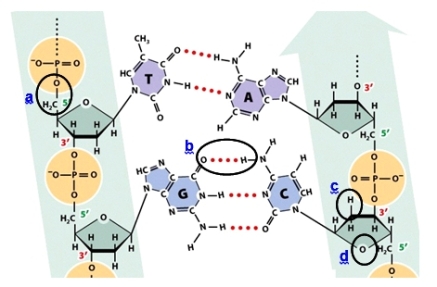 Which circle shows a bond that would also be found in an RNA transcribed from one strand of this DNA?   A) Circle a B) Circle b C) Circle c D) Circle d