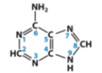 Which CORRECTLY describes the molecule below?   A) Thymine base B) Purine base C) Pyrimidine base D) Nucleotide E) Amino acid