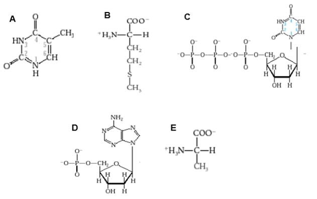Which diagram shows a nucleotide with a purine base?   A) Diagram A B) Diagram B C) Diagram C D) Diagram D E) Diagram E