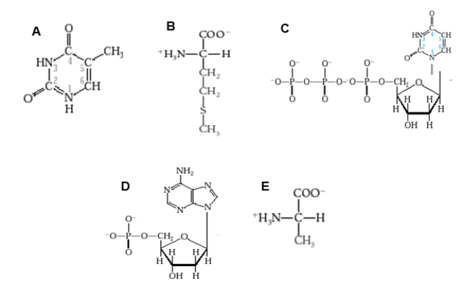 Which diagram shows a nucleotide as it would appear in DNA?   A) Diagram A B) Diagram B C) Diagram C D) Diagram D E) Diagram E