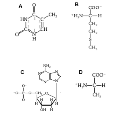 Which diagram shows a nucleotide that would be used to make RNA?   A) Diagram A B) Diagram B C) Diagram C D) Diagram D E) None of these choices