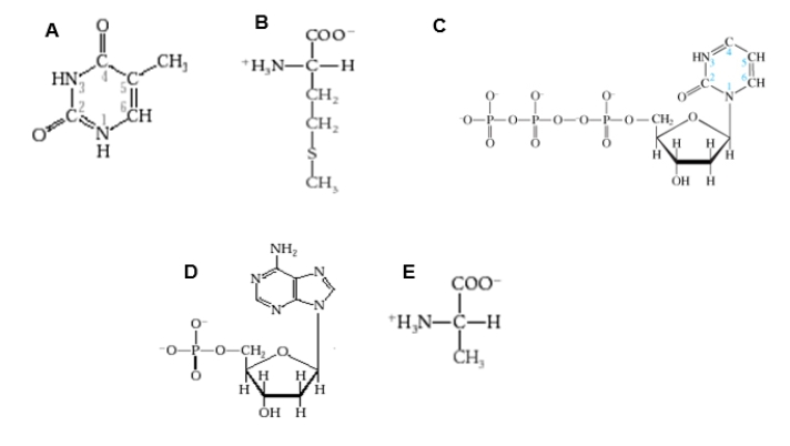 Which figure shows one of the amino acids that was key to distinguishing DNA from protein in the Hershey and Chase experiment?   A) Diagram A B) Diagram B C) Diagram C D) Diagram D E) Diagram E