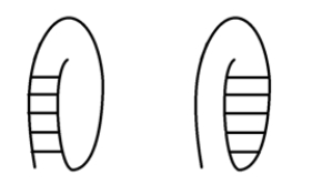 Considering what you know about the anti-parallel nature of DNA, which of the following structures is possible?   A) The left B) The right C) Both are possible. D) Neither is possible.