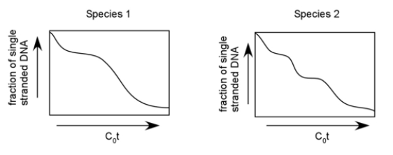 While doing field work you discover two new closely related species of oysters.You measure the DNA content per cell of each species and find that the second species has significantly more DNA than the first species.DNA hybridization analysis of both species yields the following results.Based on the graphs shown, suggest an explanation for the difference in C-value between the species.  