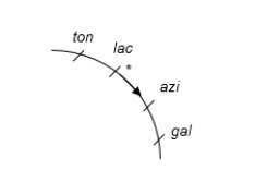 The figure below shows a partial chromosome map of an E.coli Hfr strain.Each mark equals 10 minutes.If transfer of genes begins at  *  and goes in the direction of the arrow, which of the predicted results from this map is highly likely to be observed?   A) gal will be the first, and ton will be the last gene to be transferred. B) lac and azi will rarely be transferred together. C) Ten minutes after transfer of ton, azi will be transferred. D) It would take 30 minutes to transfer all of the genes that are shown. E) All the chromosomal genes will be transferred by the end.