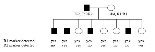 You are examining the following human pedigree and want to determine if the rare dominant disease allele (D) is linked to a specific DNA sequence location, referred to as a  molecular marker.  You are using two molecular markers, R1 and R2.Parental and progeny genotypes and phenotypes are indicated.Note that the father is a dihybrid at both loci, but the mother is homozygous recessive at both loci and linked to R1 (d-R1/d-R1) .There is complete penetrance of the trait and a linkage phase of D-R1/d-R2 in the father.Assuming that the marker and the gene are linked, what is the best estimate of the map distance between the two loci?   A) 12 cM B) 50 cM C) 16 cM D) 5 cM E) 25 cM