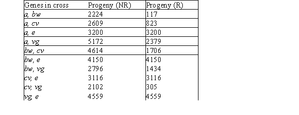 A series of two-point crosses among fruit flies is carried out between genes for brown eyes (bw) , arc wings (a) , vestigial wings (vg) , ebony body color (e) , and curved wings (cv) .The following number of nonrecombinant and recombinant progeny were obtained from each cross:   Using these data from two-point crosses, what it the BEST genetic map (in cM) that can be developed? A) cv 5 bw 13 a 34 vg with e assorting independently B) bw 5 cv 24 vg 32 a with e assorting independently C) a 5 bw 13 vg 24 e with vg assorting independently D) cv 13 bw 5 a 27 vg with e assorting independently E) bw 5 a 24 cv 13 vg with e assorting independently