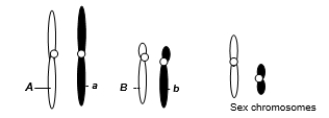 A eukaryotic diploid cell from an organism with the ZZ-ZW sex determination system has two pairs of autosomes and a pair of sex chromosomes, Z and W, shown below.   From what type of individual is this cell? A) Male B) Female C) Hermaphrodite D) Homogametic E) Pseudoautosomal