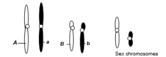 A eukaryotic diploid cell from an organism with the ZZ-ZW sex determination system has two pairs of autosomes and a pair of sex chromosomes, Z and W, shown below.   A diploid cell from this individual begins to go through meiosis.After the completion of meiosis I, it becomes two cells.One of these two cells now undergoes meiosis II.Which of the following is a possible normal combination of chromosomes in one of the subsequent two cells after the completion of meiosis II? A) One chromosome with the A allele, one with the B allele, one Z, one W B) One chromosome with the A allele, one with the a allele, one with the B allele, one with the b allele, one Z, one W C) A pair of chromosomes with A alleles, a pair of chromosomes with B alleles, a pair of Z chromosomes D) One chromosome with an a allele, one chromosome with a B allele, one W E) None of these is possible.