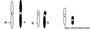 A eukaryotic diploid cell from an organism with the ZZ-ZW sex determination system has two pairs of autosomes and a pair of sex chromosomes, Z and W, shown below.   What is the probability of a gamete from this individual that has the following genotype: alleles A and b, chromosome Z? A) 1/2 B) 1/4 C) 1/6 D) 1/8 E) 1/16