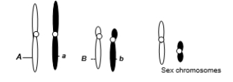A eukaryotic diploid cell from an organism with the ZZ-ZW sex determination system has two pairs of autosomes and a pair of sex chromosomes, Z and W, shown below.   Assume A and B are dominant alleles.If this individual were crossed to an individual of genotype Aa Bb, what is the probability of a female offspring with the two dominant traits given by alleles A and B? A) 1/8 B) 1/16 C) 9/16 D) 9/32 E) 3/32