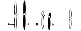 <strong>A eukaryotic diploid cell from an organism with the XX-XO sex determination system has two pairs of autosomes and one X chromosome, shown below.   From what type of individual is this cell?</strong> A)Male B)Female C)Hermaphrodite D)Pseudoautosmal E)Intersex <div style=padding-top: 35px> 