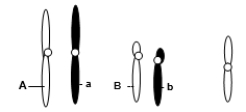 <strong>A eukaryotic diploid cell from an organism with the XX-XO sex determination system has two pairs of autosomes and one X chromosome, shown below.   A diploid cell from this individual begins to go through meiosis.After the completion of meiosis I, it becomes two cells.One of these two cells now undergoes meiosis II.Which of the following is a possible normal combination of chromosomes in one of the subsequent two cells after the completion of meiosis II?</strong> A)One chromosome with the A allele, one with the B allele, and two X chromosomes B)One chromosome with the A allele, one with the a allele, one with B allele, one with b allele, and two X chromosomes C)One chromosome with the A allele, one chromosome with the B allele D)One chromosome with the a allele, one chromosome with the B allele, one X chromosome E)One chromosome with the A allele and one chromosome with the B allele AND one chromosome with the a allele, one chromosome with the B allele, and one X chromosome are BOTH possible. <div style=padding-top: 35px> 