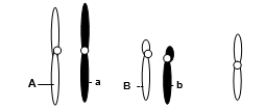 <strong>A eukaryotic diploid cell from an organism with the XX-XO sex determination system has two pairs of autosomes and one X chromosome, shown below.   What is the probability of a gamete from this individual that has the following genotype: alleles A and b, chromosome X?</strong> A)1/2 B)1/4 C)1/6 D)1/8 E)1/16 <div style=padding-top: 35px> 