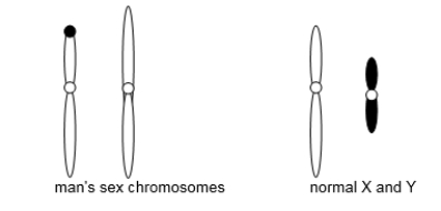 A man and a woman are trying to have children but are unsuccessful.The man's autosomes appear normal, but his sex chromosomes, shown in the following diagram, are not.The diagram also shows a normal male's sex chromosomes for reference.In two to three sentences, explain the man's situation, including the type of chromosome mutation he carries, the specific regions of specific chromosomes involved, and why he is male.  