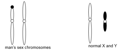 A man and a woman are trying to have children but are unsuccessful.The man's autosomes appear normal, but his sex chromosomes, shown in the following diagram, are not.The diagram also shows a normal male's sex chromosomes for reference.Can you tell if the mutation came from the man's mother or the man's father? Explain how you can tell.  