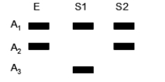 DNA typing is used to compare evidence DNA (E) left at a crime scene to two suspects (S1 and S2) .Suspect 1 is excluded by the evidence, but suspect 2 remains included.What is the frequency of suspect 2's genotype if the allele frequencies in the population are f(A<sub>1</sub>) = 0.1, f(A<sub>2</sub>) = 0.2, and f(A<sub>3</sub>) = 0.7 and the population is at Hardy-Weinberg equilibrium?   A) 0) 01 B) 0) 02 C) 0) 04 D) 0) 28 E) 0) 49