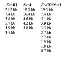  You are attempting to generate a physical map of the bacteriophage  \lambda  genome using restriction enzyme digestions.You digest the phage DNA with EcoRI or NcoI or both, and observe the fragment sizes listed below.You know that bacteriophage \lambda  has a linear, not circular, genome.   How many times does the EcoRI enzyme cut the  \lambda DNA? How many times does the NcoI enzyme cut the  \lambda DNA? 