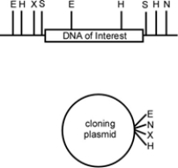 You are interested in a particular segment of rhinoceros DNA and would like to clone it into a cloning plasmid.You have the following restriction map of the region that includes the DNA of interest and the plasmid (E = EcoRI, H = HindIII, X = XbaI, S = SphI, N = NotI) .   Which restriction enzymes would you choose to clone the DNA of interest into the cloning vector? A) E and H B) S C) X and N D) S and N E) S and X
