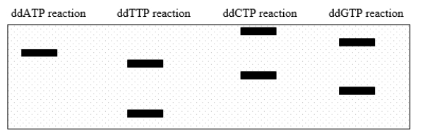 A fragment of DNA is cloned into a plasmid with a sequencing primer-binding site.After dideoxy sequencing, the gel pattern shown in this diagram is obtained.What was the sequence of the DNA strand that acted as the template in the sequencing reaction?   A) 5' GCTAGCA 3' B) 5' ACGATCG 3' C) 5' TGCTAGC 3' D) 5' CGATCGT 3' E) None of the answers is correct.