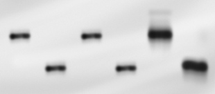 You are attempting to determine whether a plant-derived processed food sample (for example, a corn chip)contains material from a transgenic organism.First, you crush the sample and attempt to extract DNA from it.Next, you perform PCR using two different sets of primers.One primer set will amplify a DNA sequence present in all plants.The second primer set will amplify a DNA sequence only found in transgenic plants. a.Why must you use both sets of primers for this experiment? b.You obtain the results shown in the panel below.What conclusions can you draw from these reaction results? Does this test sample contain genetically modified components? Why or why not? [Lanes 1-6 are the same as listed above.]  