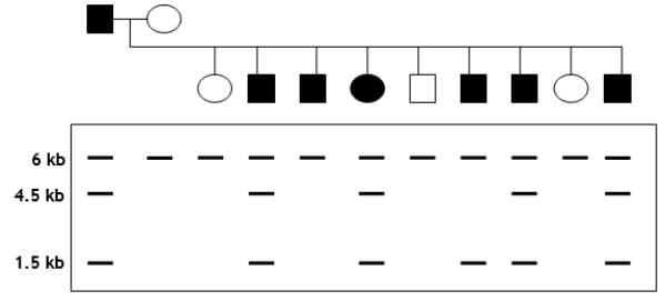 You are trying to determine whether a certain RFLP marker is linked to a specific disease gene in dogs.A cross between a diseased male and a healthy female produces nine offspring.You isolate genomic DNA from parents and offspring, digest with EcoRI, radiolabel a portion of RFLP marker to use as a probe, and perform a Southern analysis.The pedigree and autoradiogram results are shown in the following figure.Assume that the disease is an autosomal dominant.   a.Explain the relationship between the crossing results (i.e., diseased versus healthy)and the RFLP patterns. b.How would you explain the results seen for the second male puppy?