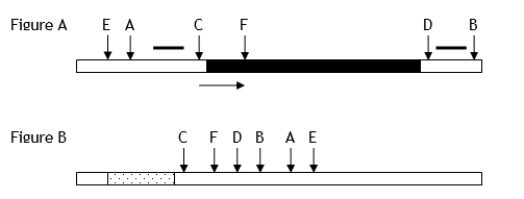 Figure A below shows a restriction map of a rare prokaryotic gene with its direction of transcription indicated by the arrow.Figure B shows the unique restriction sites contained within a plasmid-cloning vector.The blackened region in Figure A represents the amino acid coding sequence of a protein that can be used in humans as a vaccine.The stippled region in Figure B is a highly active, constitutive (unregulated)prokaryotic promoter region.Letters indicate the cleavage sites for different restriction enzymes.Known DNA sequences are indicated by short thick lines.Explain how you would isolate and then insert the coding region (Figure A)under the control of the indicated promoter in the cloning vector (FigureB)to produce large amounts of the protein in bacterial cells.Assume that the cloning vector carries the gene for tetracycline (an antibiotic)resistance.Letters represent different restriction enzymes.   