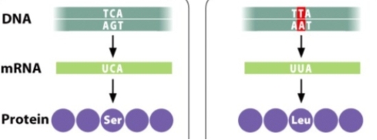 The mutation shown in the diagram below can best be described as a _____ mutation.   A) missense B) nonsense C) silent D) neutral E) reverse