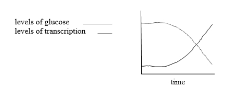 The dotted line in the following graph shows levels of glucose in a culture of wild-type E.coli grown in medium that initially contains both glucose and lactose.The solid line shows levels of transcription of the lac operon.Describe what is happening to the culture and the lac operon, referring to the lac repressor, allolactose, cAMP, and CAP (catabolite activator protein).  