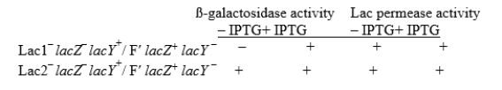  You isolated two mutations linked to the lac operon, which you designate Lac1<sup>-</sup> and Lac2, that cause constitutive expression of the operon.You construct strains carrying a lac operon with a mutant lacY gene on an F'.You test both  \beta -galactosidase activity and Lac permease activity in the strains you constructed using the artificial inducer IPTG.   Are Lac1<sup>-</sup> and Lac2<sup>-</sup> dominant or recessive? Do they act in cis or in trans? Indicate how you can determine both of these properties for each mutation.What type of lac mutations best fit the properties of Lac1<sup>-</sup><sup> </sup>and of Lac2<sup>-</sup>? 