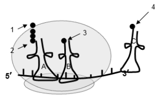 The next step in the translation of this mRNA will be the formation of a peptide bond between which two amino acids?   A) Amino acid 2 and amino acid 3 B) Amino acid 2 and amino acid 4 C) Amino acid 1 and amino acid 3 D) Amino acid 1 and amino acid 2 E) Amino acid 3 and amino acid 4