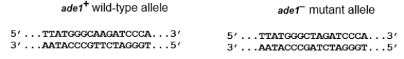 An auxotrophic E.coli strain requires adenine to grow because of a mutation in a gene for an adenine synthesis enzyme.The following shows part of the wild type and mutant alleles of the gene, including the start codon.The bottom strand is the template for transcription.   How does this mutation change the mRNA, and how does it affect the enzyme?