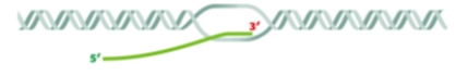 Which process is illustrated in the diagram below?   A) Transcription B) Translation C) RNA processing D) Replication E) Nucleosome assembly