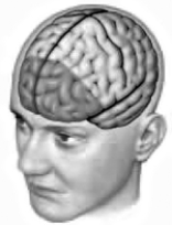   -Which part of the brain is illustrated in the accompanying drawing? A)  prefrontal cortex B)  parietal cortex C)  corpus callosum D)  caudate E)  hypothalamus