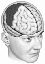   -Depicted here is the cortex of the right A)  parietal lobe. B)  hippocampus. C)  striatum. D)  frontal lobe. E)  prefrontal lobe.
