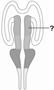   -This is an illustration of the developing neural tube.The line points to one of the brain's major divisions, the A)  diencephalon. B)  metencephalon. C)  telencephalon. D)  myelencephalon. E)  mesencephalon.