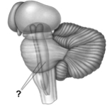   -This is an illustration of the brain stem.The pointer lines point to the A)  cerebellum. B)  hypothalamus. C)  reticular formation. D)  hippocampus. E)  tegmentum.