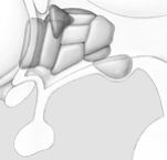   -This is an illustration of the A)  thalamic nuclei. B)  reticular nuclei. C)  cerebral lobes. D)  hypothalamic nuclei. E)  cerebral fissures.