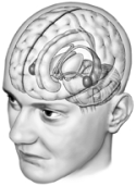  -Portrayed in this illustration is a neural circuit called the A)  basal ganglia. B)  visual system. C)  limbic system. D)  reticular system. E)  none of the above