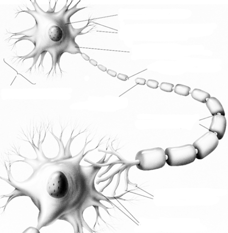 Label and define each of the 9 identified parts of this typical multipolar neuron.   