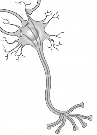 Use the accompanying figure to summarize how signals are conducted through and from a conventional multipolar neuron.To complement you summary, indicate on the illustration where various events occur.   