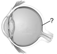   -Which retinal structure is indicated by the pointer line? A)  fovea B)  retinal ganglion C)  blind spot D)  optic disk E)  cornea