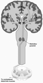   -The descending pathway illustrated here is the A)  dorsolateral corticorubrospinal tract. B)  dorsolateral corticospinal tract. C)  ventromedial corticospinal tract. D)  ventromedial cortico-brainstem-spinal tract. E)  none of the above
