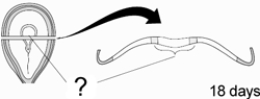   -At 18 days after conception, this structure is visible in the developing embryo: the neural A)  groove. B)  tube. C)  plate. D)  floor. E)  crest.