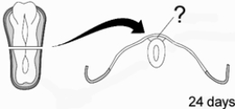   -At 24 days after conception, the precursor of the PNS is visible in the developing embryo.This structure, which is illustrated here, is the neural A)  tube. B)  plate. C)  crest. D)  groove. E)  stem. 