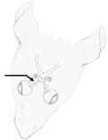    é -Bilateral transection of the nerve indicated by the arrow A)  severed the optic tract. B)  damaged the fornix. C)  eliminated all circadian rhythms. D)  eliminated the ability of light to entrain circadian rhythms. E)  eliminated sleep.