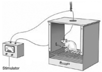   -Paradoxically, although rats typically press a lever at an extremely high rate to deliver electrical stimulations to their own septum or lateral hypothalamus, they A)  extinguish slowly. B)  extinguish rapidly. C)  sometimes have to be primed. D)  both A and C E)  both B and C