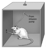   -Laboratory animals self-administer microinjections of addictive drugs directly into the A)  raphé nucleus. B)  nucleus accumbens. C)  basal forebrain. D)  hippocampus. E)  striatum.