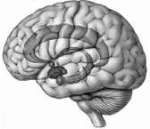   -Illustrated here is the A)  limbic system. B)  Kluver-Bucy system. C)  sham rage circuit. D)  James-Lange circuit. E)  Cannon-Bard circuit.